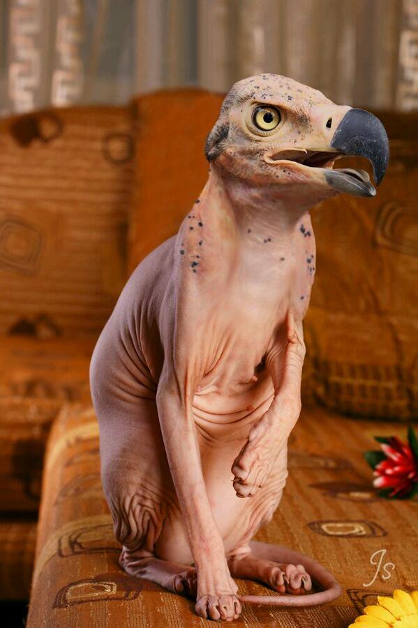 weirdanimalsgo's tweet photo. Fairless Eagle https://t.co/VZKXQcxnQS