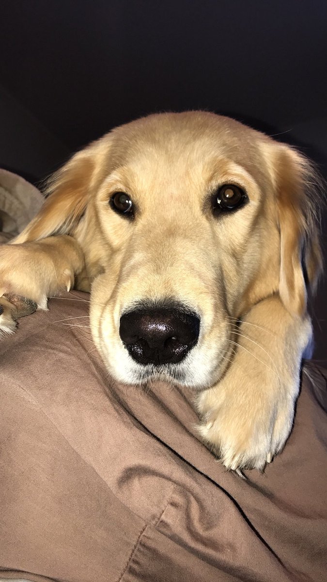travisfinetto's tweet photo. For anybody out there who knows anyone or is down the shore, my golden retriever was lost Saturday in the water by Sandy Hook, if you know anybody or can share this with somebody who does please help. Her name is Jersey, DM me with any information that could help. https://t.co/YjqpEbLhID