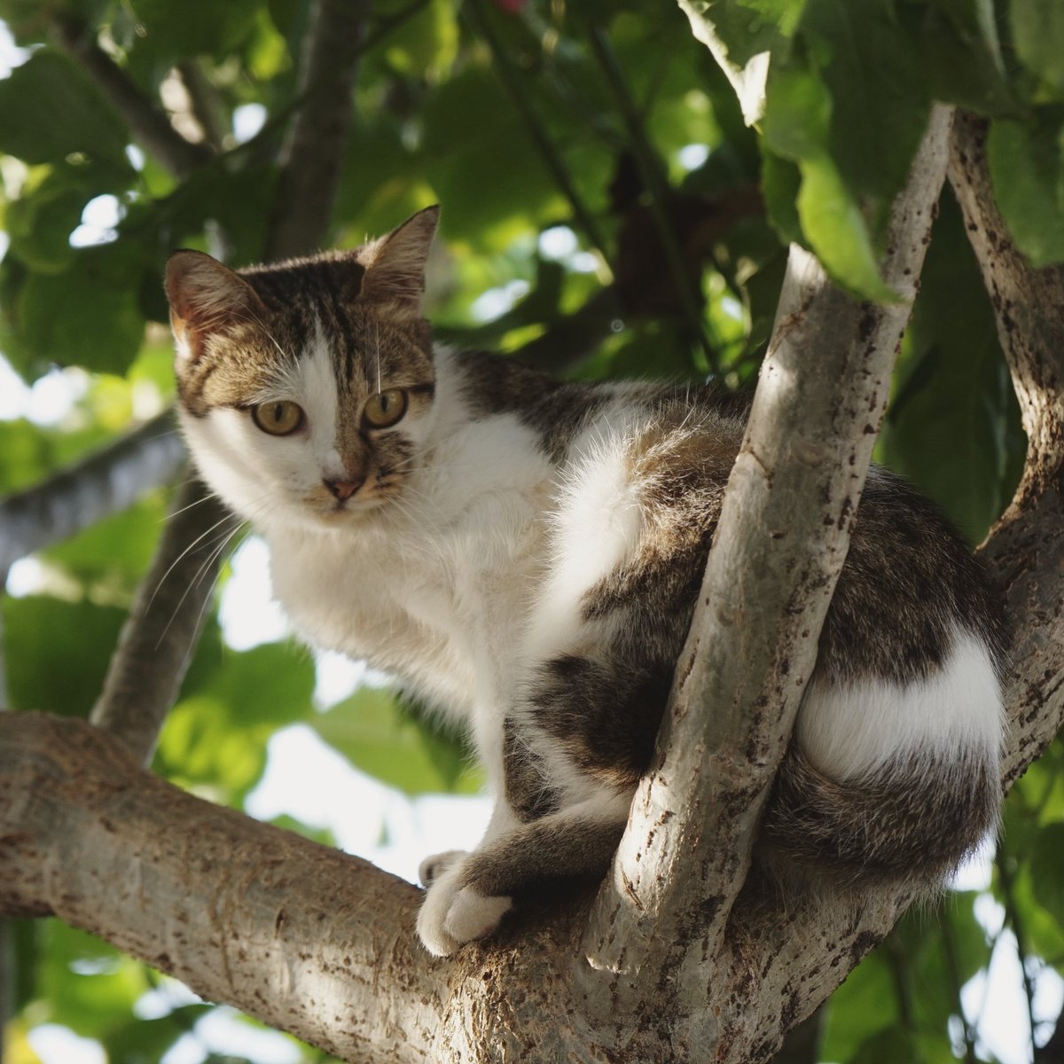 MyzonedrOnG's tweet photo. Surrounded by cats on the tree. With Gomok and Frodo. #KucingkamiABCD #sonyalpha5000 #carlzeisslenses #cats https://t.co/U3tvy780KH