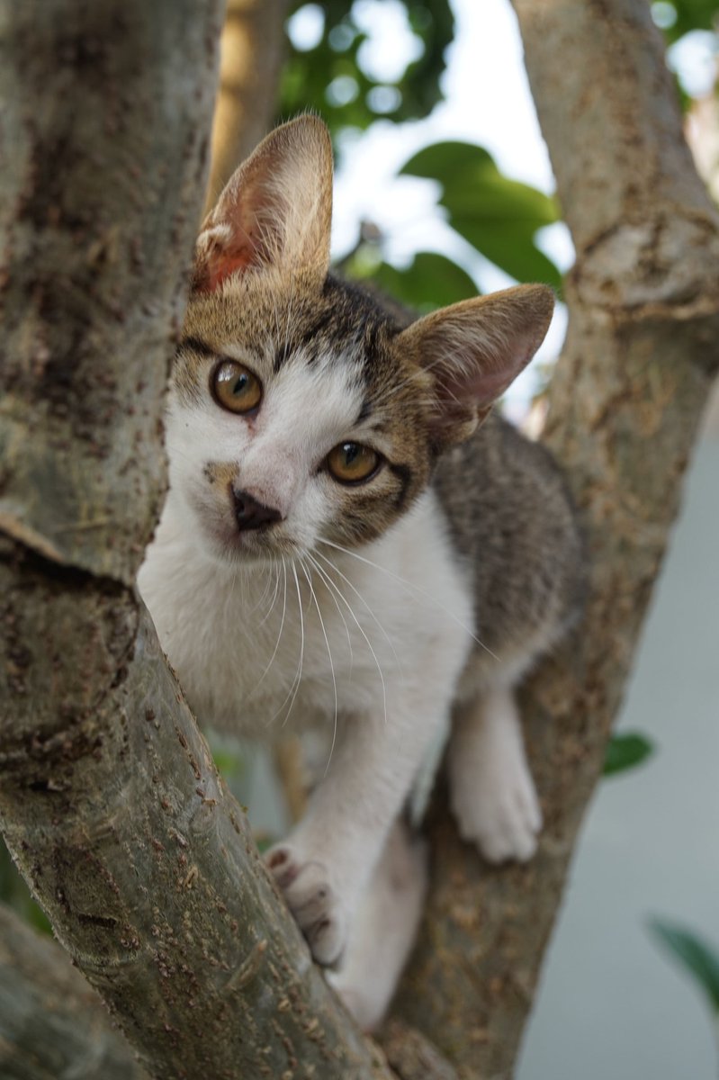 MyzonedrOnG's tweet photo. Surrounded by cats on the tree. With Gomok and Frodo. #KucingkamiABCD #sonyalpha5000 #carlzeisslenses #cats https://t.co/U3tvy780KH