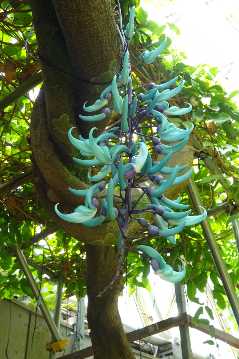 新潟県立植物園 開花情報 ヒスイカズラはフィリピンの絶滅危惧種です 熱帯植物ドームの中できれいなヒスイ色の花を飾ってみました 皆様のお越しをお待ちしております As