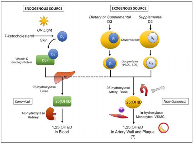 Read this provocative review of Vitamin D and its implications for #HeartDisease. It addresses the differences between our body’s own production of #VitaminD and what we ingest as pills or through diet.
Conclusions may surprise you!
#CVD #Risks
circres.ahajournals.org/content/122/11…