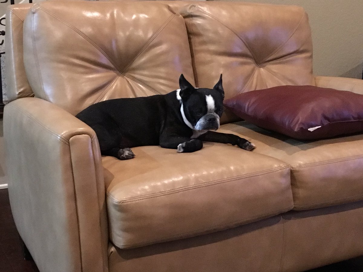 counselor4me's tweet photo. Sometimes I just sit and fink. Lots of foughts. Am a finker. π³ππ€π#dizzytheboy #bostonterrier #zshq https://t.co/OF5eL8eyza