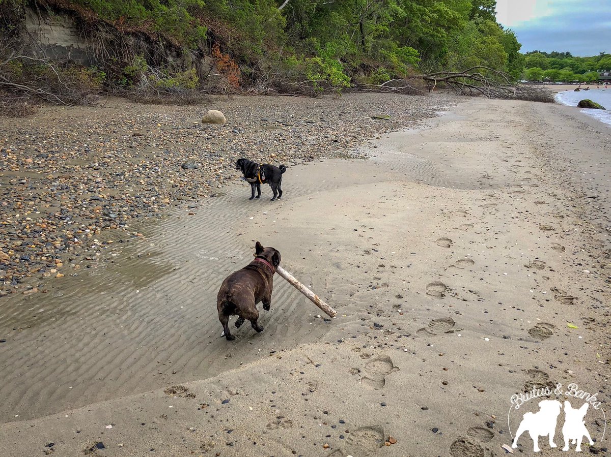 BrutusandBanks's tweet photo. Mr. Banks finally found his perfect stick! #BrutusandBanksVisitRhodeIsland #401Love #MyRIStory #DiscoverRI #VisitRhodeIsland #TheOceanState #NewEngland #TravelingPups #frenchie #pug https://t.co/9NYxnpinKl