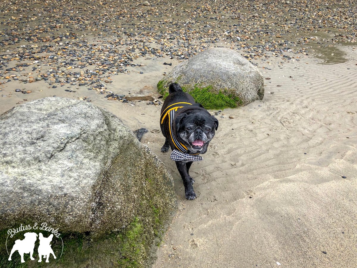 BrutusandBanks's tweet photo. Mr. Banks finally found his perfect stick! #BrutusandBanksVisitRhodeIsland #401Love #MyRIStory #DiscoverRI #VisitRhodeIsland #TheOceanState #NewEngland #TravelingPups #frenchie #pug https://t.co/9NYxnpinKl