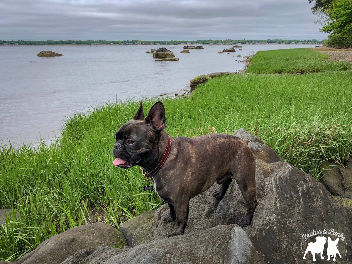 BrutusandBanks's tweet photo. Even though it was cloudy, we had a great morning! #BrutusandBanksVisitRhodeIsland #401Love #MyRIStory #DiscoverRI #VisitRhodeIsland #TheOceanState #NewEngland #TravelingPups #frenchie #pug https://t.co/hkNnfvQgEc