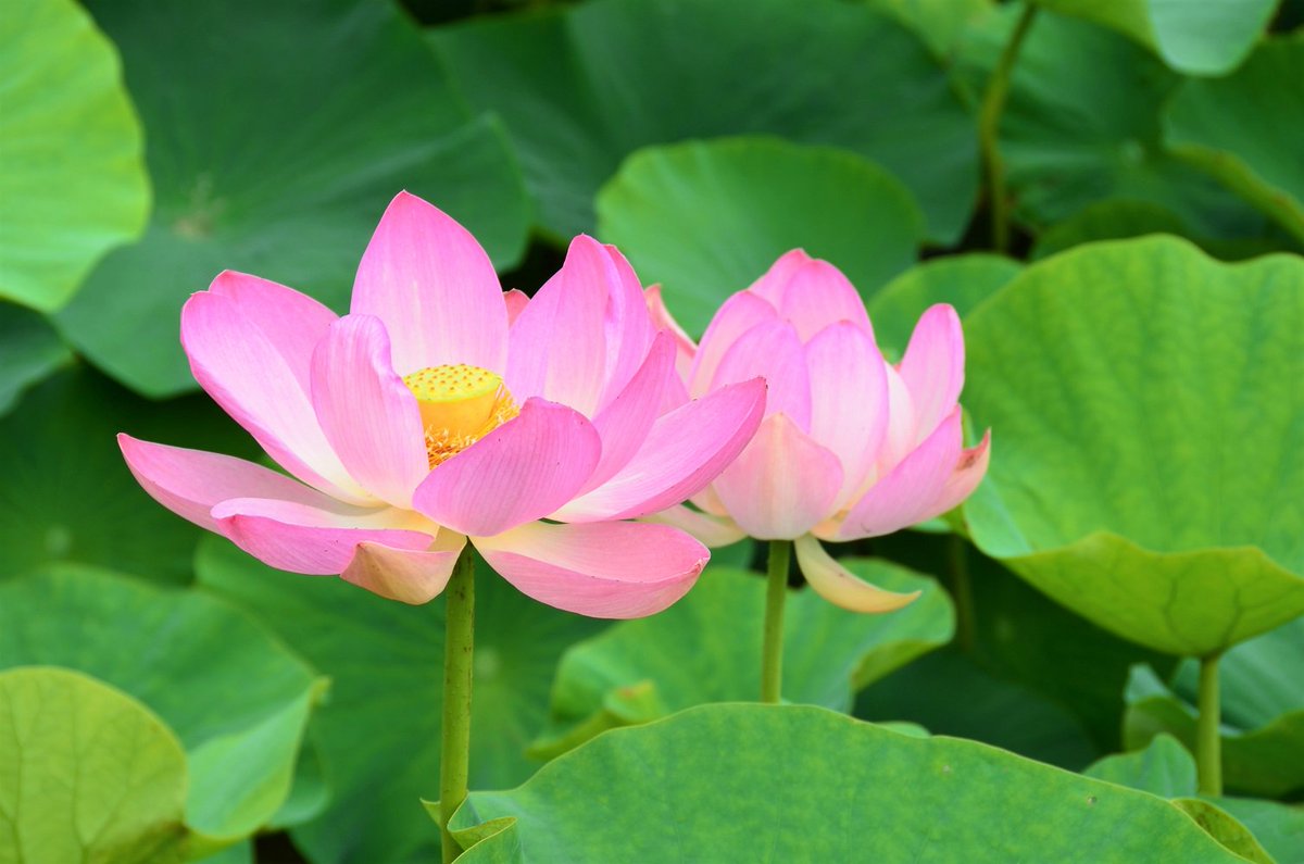 岡山県公聴広報課 Pe Twitter 後楽園では ５月 ６月にかけてさまざまな花が見頃を迎えます ６月 になると 色とりどりの ハナショウブ や 梅雨の時季の花 アジサイ 可愛らしいピンク色の 大賀ハス 白い大輪の 一天四海 が咲きます 岡山 花