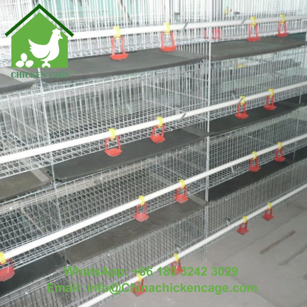 chickencage123's tweet image. The Qun Kun® Broiler cage originates from Qun Kun’s long poultry farming experience and from the innovative test cycle carried out on broilers of various breeds and weights.

#broilercage #poultryfarming #qunkun
