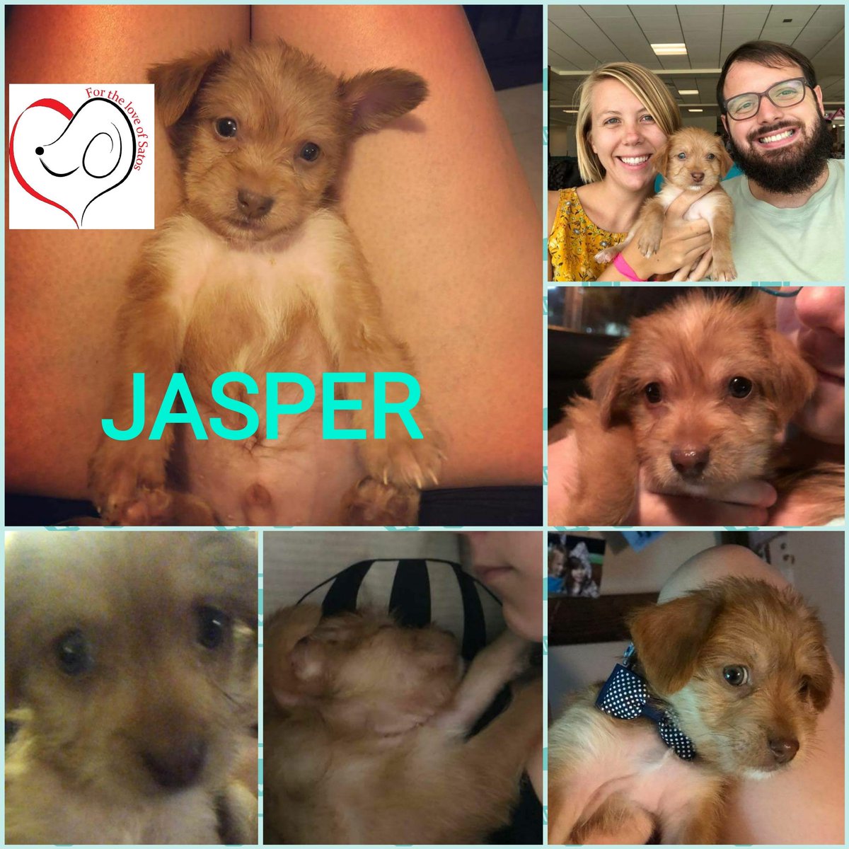 #FortheLoveofSatos Thanks the awesome couple,that travelled w/our sweet boy,JASPER🐶,for a special delivery to his new family👨‍👩‍👧‍👦 in New Orleans🇺🇸 🎉Be forever happy mini-ewok🎉
#HelpPuertoRicostrays #AdoptDontShop
DONATE
PayPal
Sumergrl61@aol.com
m.facebook.com/story.php?stor…