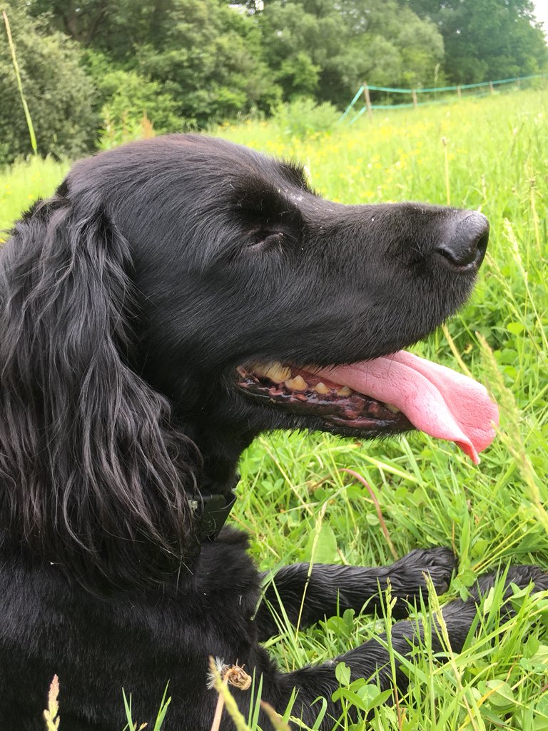 angierosiesmith's tweet photo. Great circular walk at Silchester today including literally walking round in circles in a field #bitlost #handsomecharliedog #meadowtime #buttercupseverywhere https://t.co/4m35Z2Kv9x