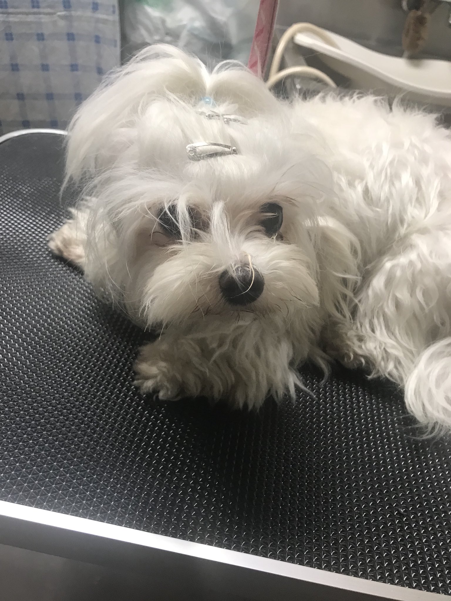 Pet Goods Shop Dwarf Al Twitter 今日はマルチーズのエッピちゃんがトリミングに来てくれました サマーカットですっきり 小さくてとても可愛い子です Dwarf ドワーフ マルチーズ トリミング カット サマーカット トップノット T Co Pet Goods Shop Dwarf Al Twitter 今日はマルチーズのエッピちゃんがトリミングに来てくれました サマーカットですっきり 小さくてとても可愛い子です Dwarf ドワーフ マルチーズ トリミング カット サマーカット トップノット T Co