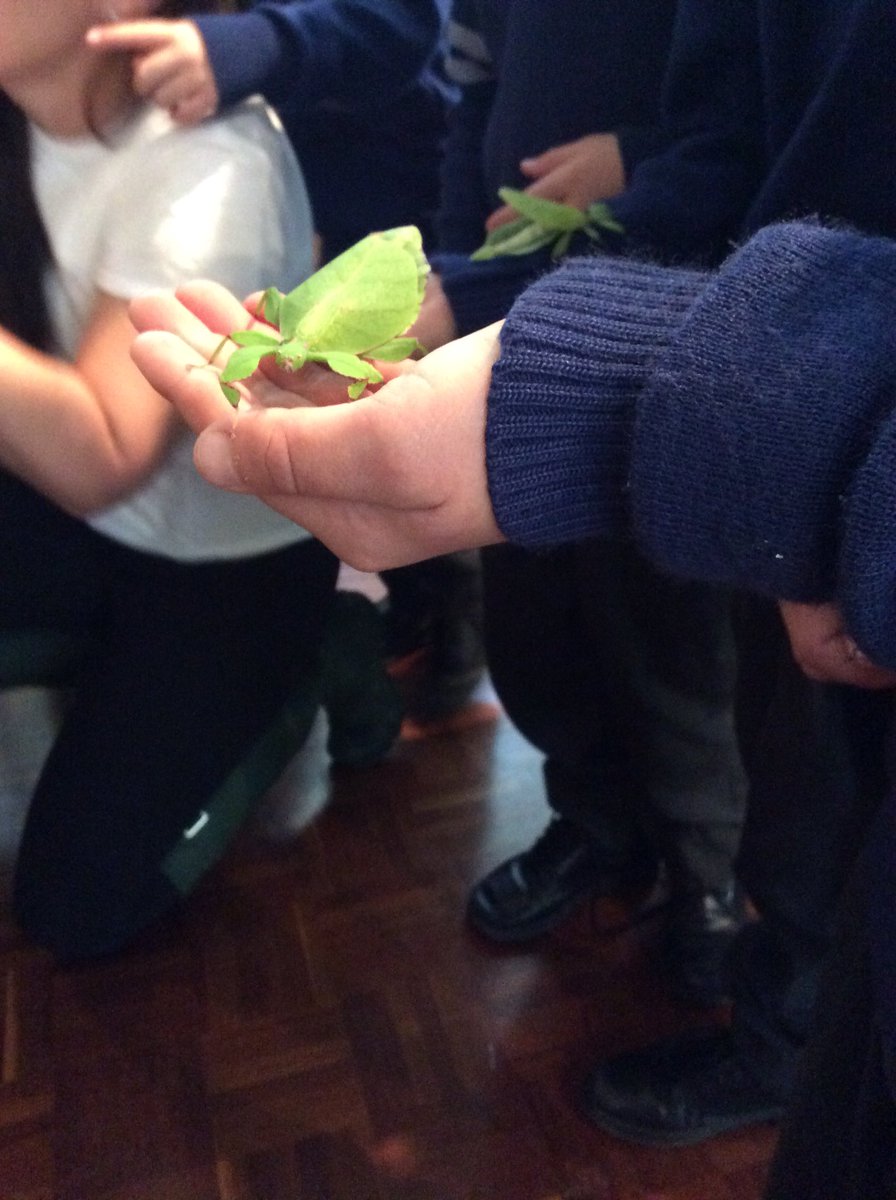 MelTsovleas's tweet photo. A huge thank you to Kids Nature Club for our amazing bug exploration day! The Year Ones LOVED every minute! @NewmanCollegeWA https://t.co/nI0bz8BWc2