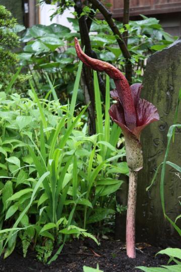 Ishige コンニャクの花 デッカイのは世界最大のショクダイオオコンニャクの花 こんにゃく コンニャク こんにゃくの日 蒟蒻