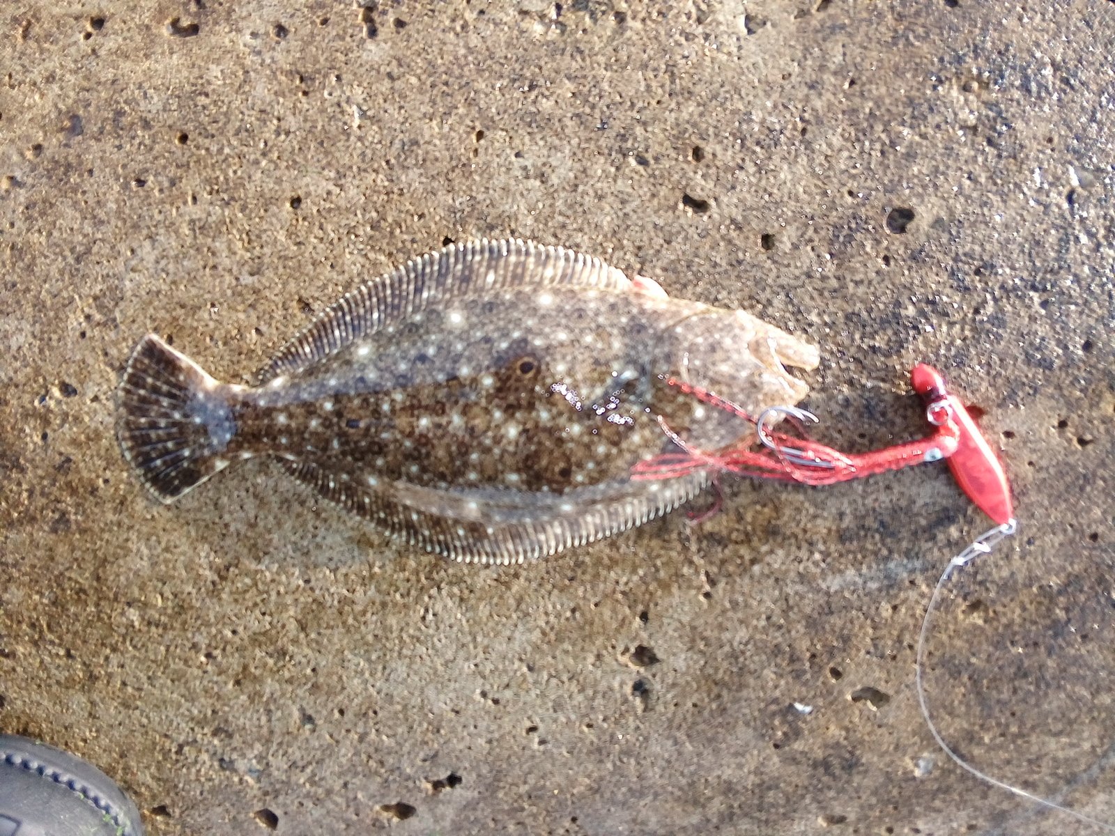ヒラメは砂浜にも生息している Twitter