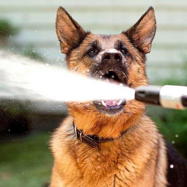 Nothing better then playing with a hose on a 90 degree day! #bhportdev @bheventspace #germanshepherd #ilovemygermanshepherd #ilovemygermanshepherds #dogsofnewyork #dogphotography #dogofinstagram #dogoftheday #nikonforever #nikonforlife #nikon_top #dogsup… ift.tt/2GY5SDi