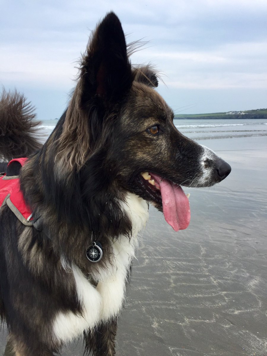 Another #TongueOutTuesday from #Wales - #PoppitSands last Thursday to be precise. Quite a debonair side lop, I think.