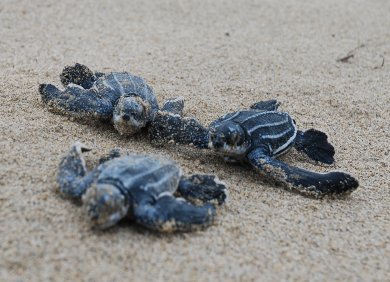 Check out this project by <a href="/conserveturtles/">SeaTurtleConservancy</a> funded through micro-donations by <a href="/TIDaustralia/">TID Travel Insurance</a> ow.ly/6RGx50ht4E1 #turtletuesday