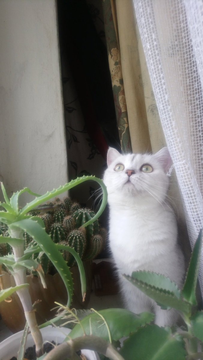 Catowski1's tweet photo. 私のねこ(=^·^=)　
猫の名前はHeilga
よろしくお願いします！

#ねこ https://t.co/eGsn7tOZIF