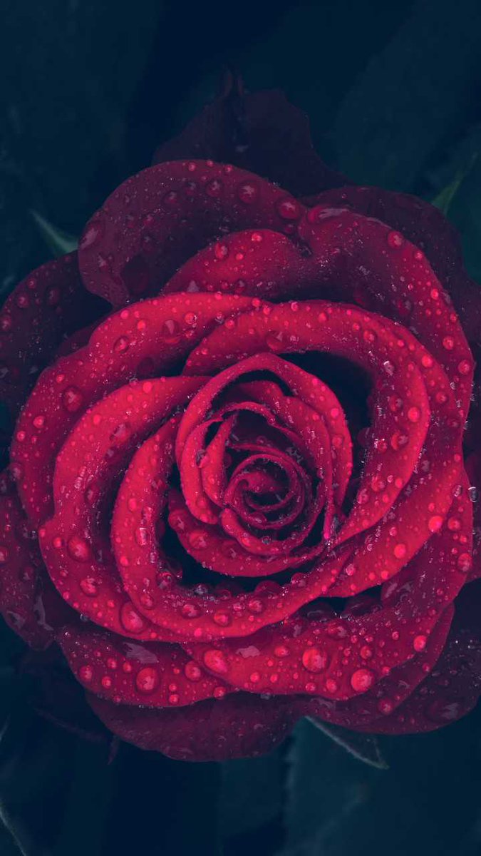 Qhd Wallpapers On Twitter Beautiful Rose Image By