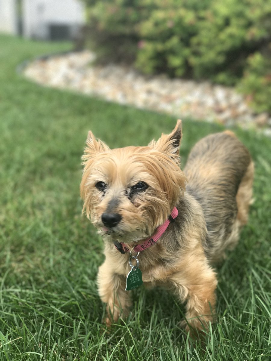 MsLindner6's tweet image. Solon- my little Bub has been missing since noon on 5/28. She responds to Lily or Bubba, is very skittish and needs to come home. We are desperate and devastated. Please share, share, share and keep an eye out for anyone who knows something!