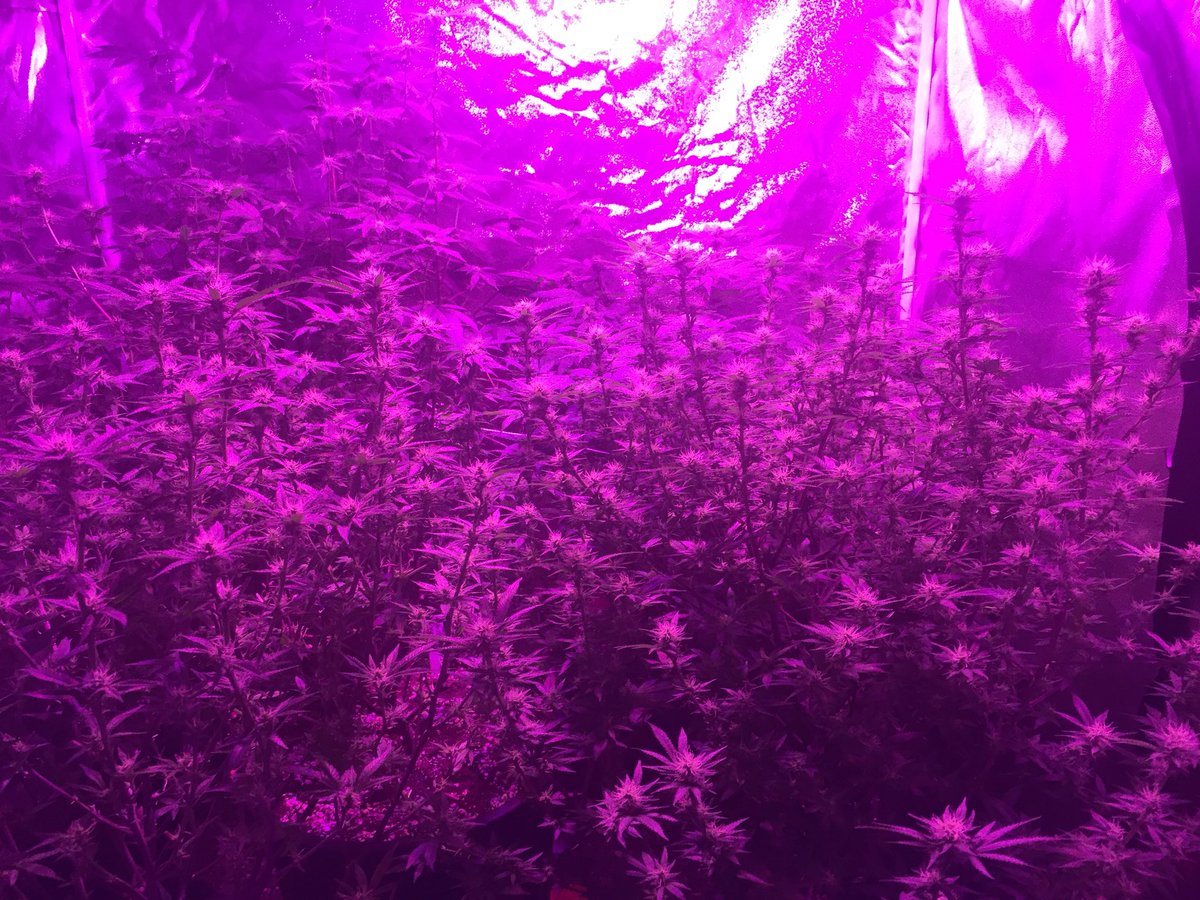 LocalGrowDoesOk's tweet photo. Day 25F. Need to get better at lollipopping these before flipping. #cannabis https://t.co/xcPxV6v6tH