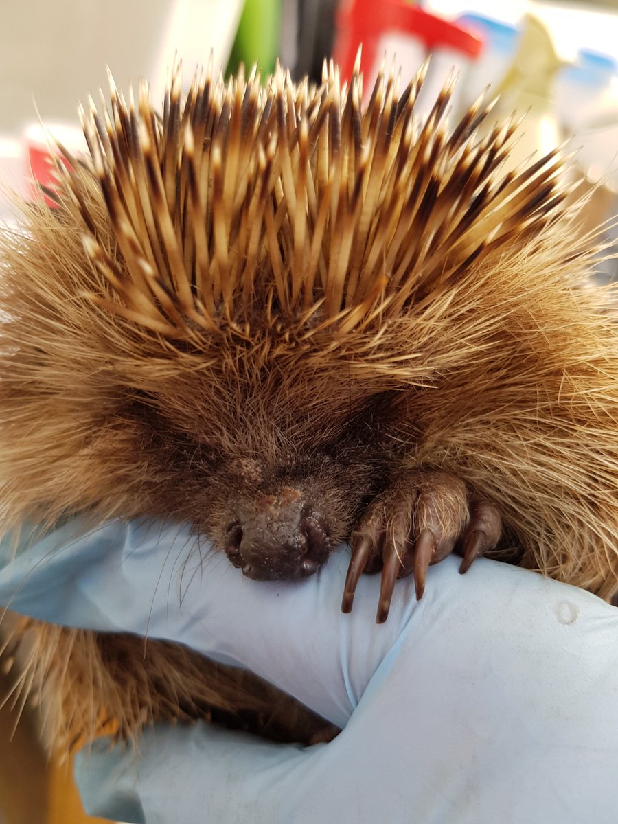 little hedgehog being held up