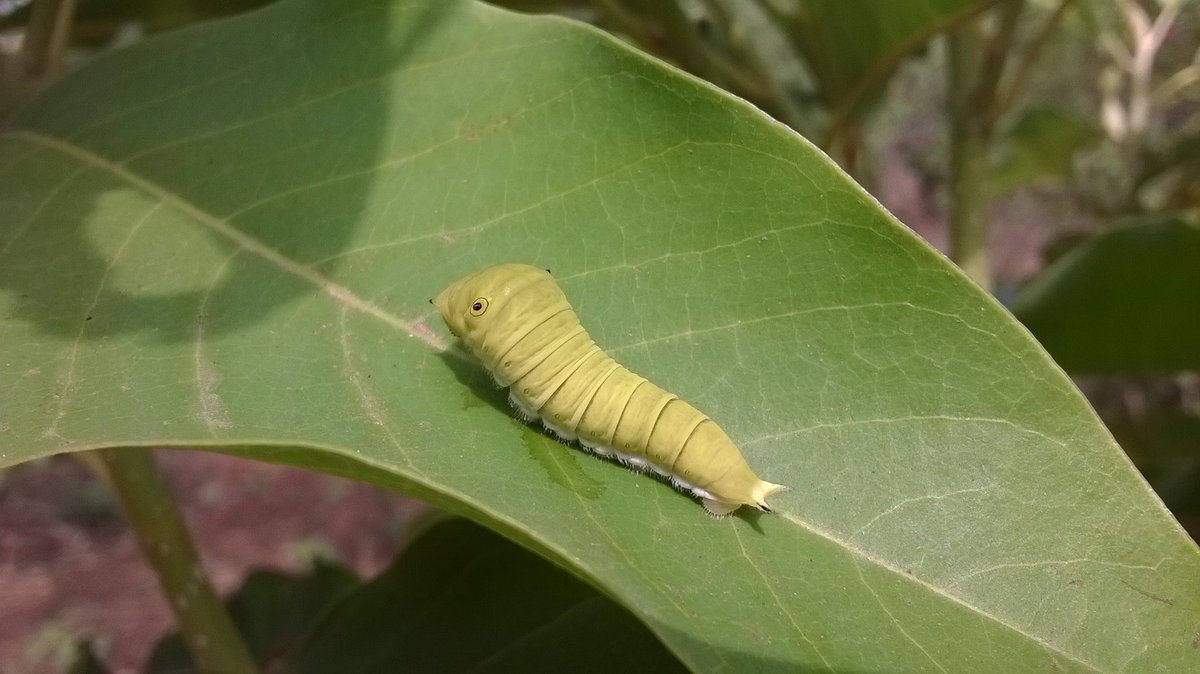 JilpaPN's tweet photo. It was indeed a pleasure to see this #Caterpillar of #CommonJay #Butterfly on #Magnoliachampaca tree at one of our project #Farms #Dapoli #Magnolia #FarmAdvisor #Graphium doson #ButterfliesofDapoli https://t.co/yHscBwMs3C