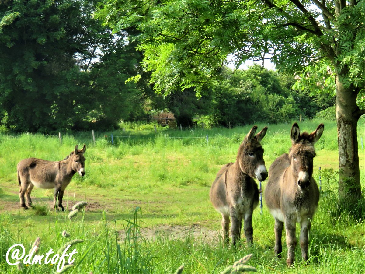 dmtoft's tweet image. Just a few of the #Tipperary locals we've met so far.

tirgearrpublishing.com/authors/Toft_D…

#Lorrha #Ireland #countryside