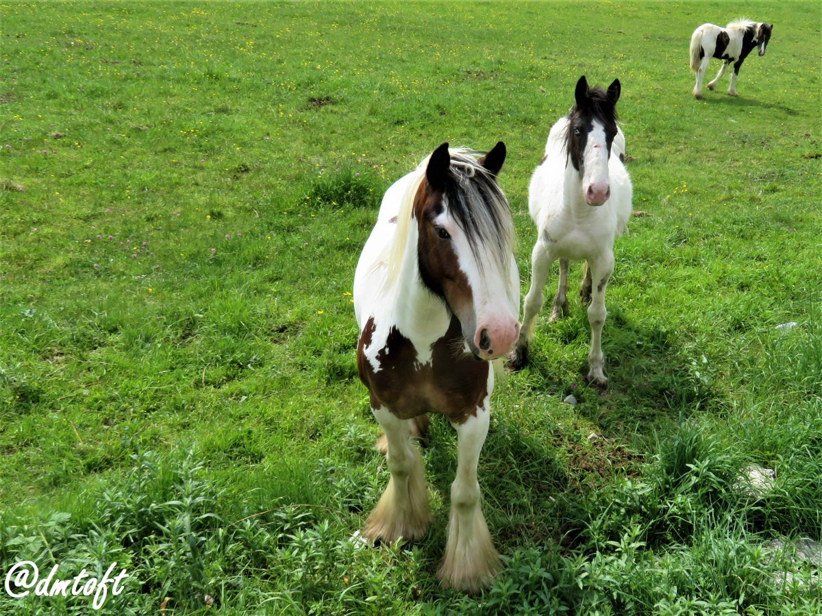 dmtoft's tweet image. Just a few of the #Tipperary locals we've met so far.

tirgearrpublishing.com/authors/Toft_D…

#Lorrha #Ireland #countryside