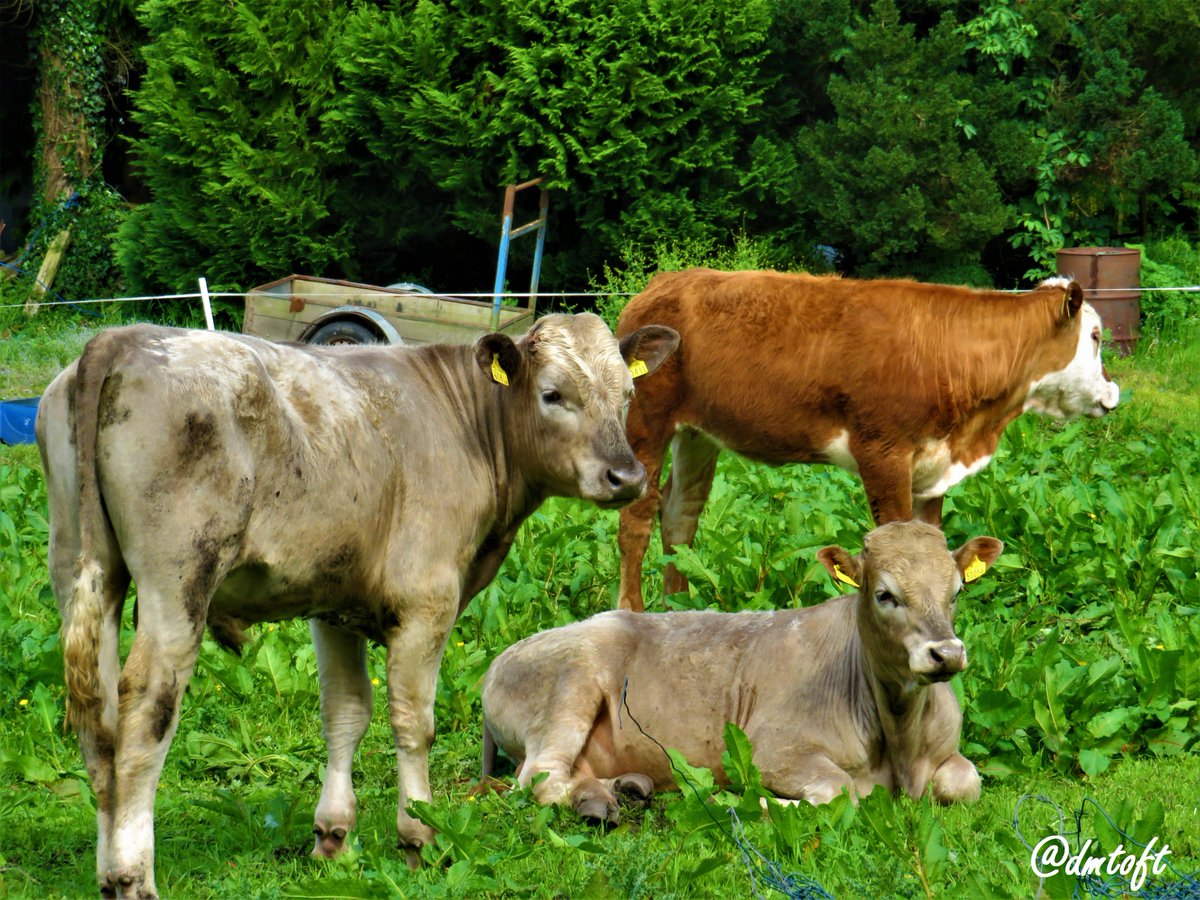 dmtoft's tweet image. Just a few of the #Tipperary locals we've met so far.

tirgearrpublishing.com/authors/Toft_D…

#Lorrha #Ireland #countryside
