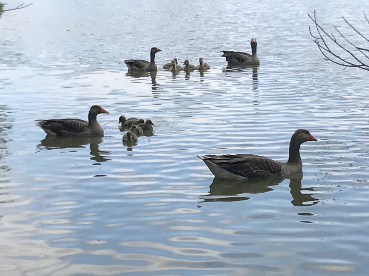 Geese on the lake this morning 😍#yellowtop #nature #geese #fishinglake