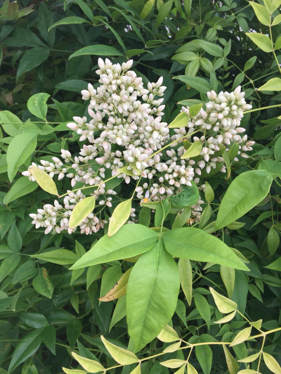 白南天の花 白南天の花