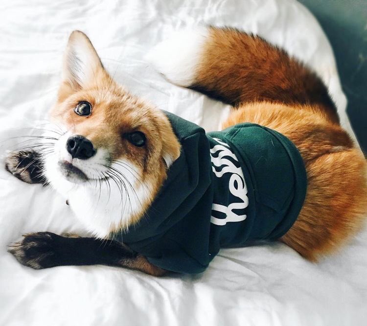 _noora_sas's tweet photo. ❣️Новая цепочка❣️ 

🦊читай меня
🦊делай рт
🦊читай ретвитнувших
🦊будь взаимен

#ЦепочкаФолловеров 
#ЦепочкаТвиттерских 
#ГэрриИАрuнаФолловятВИнст https://t.co/tP3V5NEsVO