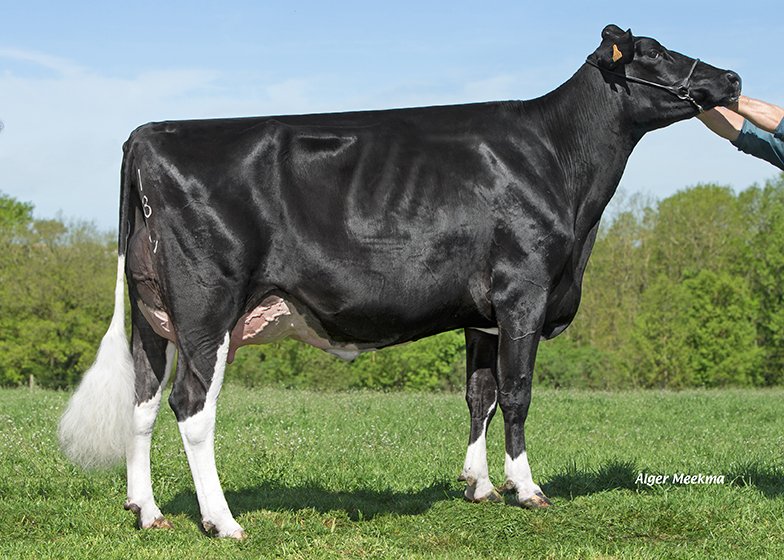 Alpa_is4a's tweet photo. Jorda 

Propriétaire : Ferme-école ALPA​ à Haroué (54)
Pédigrée : Hashley x Jordan x Mac x Shottle x Durham
Jorda est issue d'une mère née d'un embryon importé dans le cadre de la Charte GD+ provenant de la célèbre famille Regancrest Durham Barbie.

https://t.co/V8MAQxQm1q https://t.co/4rQbmsiBfF