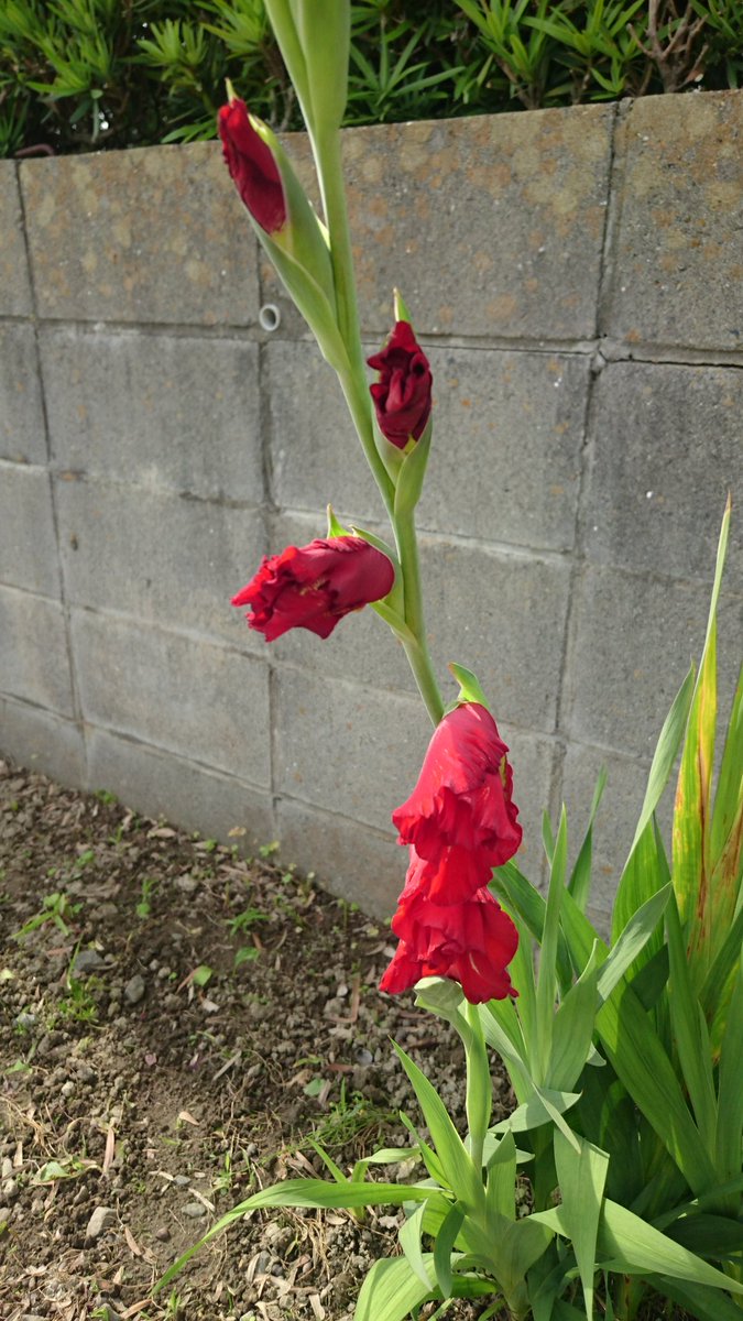 ソフィー ゚ 今年もいつものあの道 早熟な が開こうとしてる ちょっとまだ早いんじゃない 紫陽花だってこれからよ ᴗ グラジオラス 初夏の花 T Co 3fahiixo8s Twitter ソフィー ゚ 今年もいつものあの道 早熟な が開こうとしてる ちょっとまだ早いんじゃない 紫陽花だってこれからよ ᴗ グラジオラス 初夏の花 T Co 3fahiixo8s Twitter