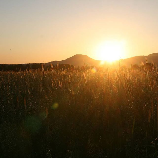 Matin en Provence 🤩😋 #sun #happylife #nofilter #sunisshining #provence #france #bouchesdurhone #sunrise ift.tt/2LEO5Vf