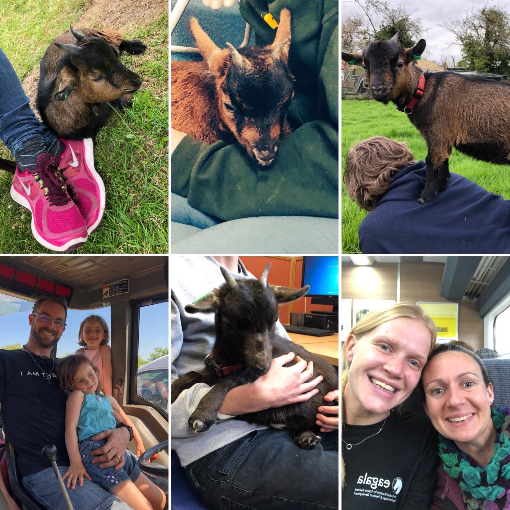Wellieson's tweet photo. We are really looking forward to @SuffolkShow representing #WelliesOn #socialfarming #FlatPackFarm #PygmyGoats 
Come and say hello at the Goat Marquee. 
We’d love to tell you more about what we do. https://t.co/UrZvNdBr0n