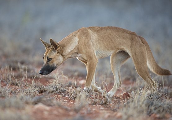 SA_PIRSA's tweet photo. Wild dog trappers can now tender for contract work as part of the new wild dog management program funded by the State Government, sheep industry and NRM Boards. Applications close 8 June. More info and application forms https://t.co/XA2N3agLrb #wilddogcontrol https://t.co/uv69lORiT3