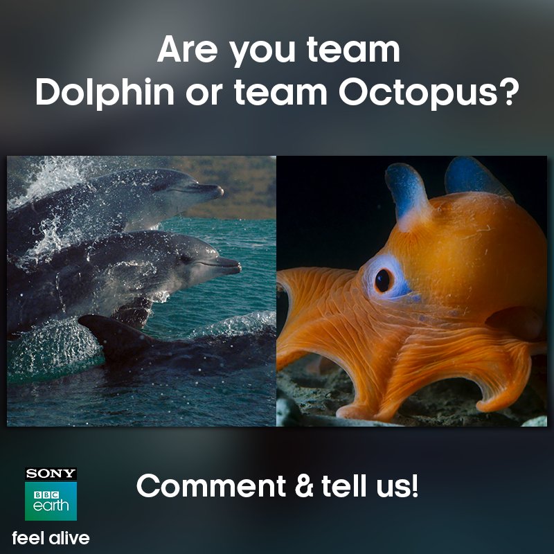 SonyBBCEarth's tweet photo. The Bottlenose Dolphins and the Flapjack Octopus, even though living in the same waters, live very different lives. Watch Blue Planet II: One Ocean & The Deep, running at all @_PVRCinemas.
Book your tickets for #BluePlanet2AtPVR here:
https://t.co/YZHnbcjdXN https://t.co/95vGeJpYOR