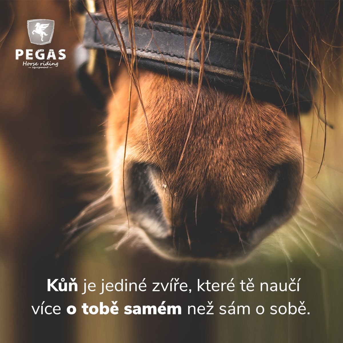 jezdectvi's tweet photo. "Kůň je jediné zvíře, které tě naučí více o tobě samém než sám o sobě." 

#jezdeckepotreby #pegas #citaty #kone #prokone #projezdce #staje #milovnicikoni #milujukone #jezdeckepotrebypegas #jezdectvi #koně #jezdectvijemujzivotnistyl🐴 #jedunakoni #koňařky #koníci https://t.co/yCc15xfZ9D