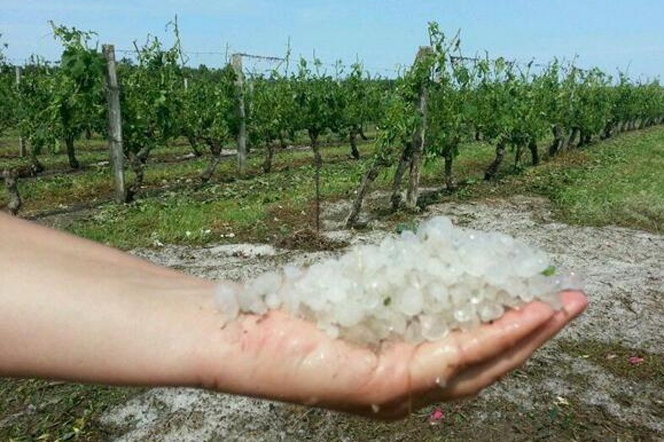 7️⃣ : [#Meteo] L’orage de grêle détruit plus de 7000 hectares de vignes 🙄

✳️ bit.ly/2IVi4GG
#WineMorning 🍷⚡️

🔗 <a href="/Rue89Bordeaux/">Rue89 Bordeaux</a> #vignoble #vin #viticulture