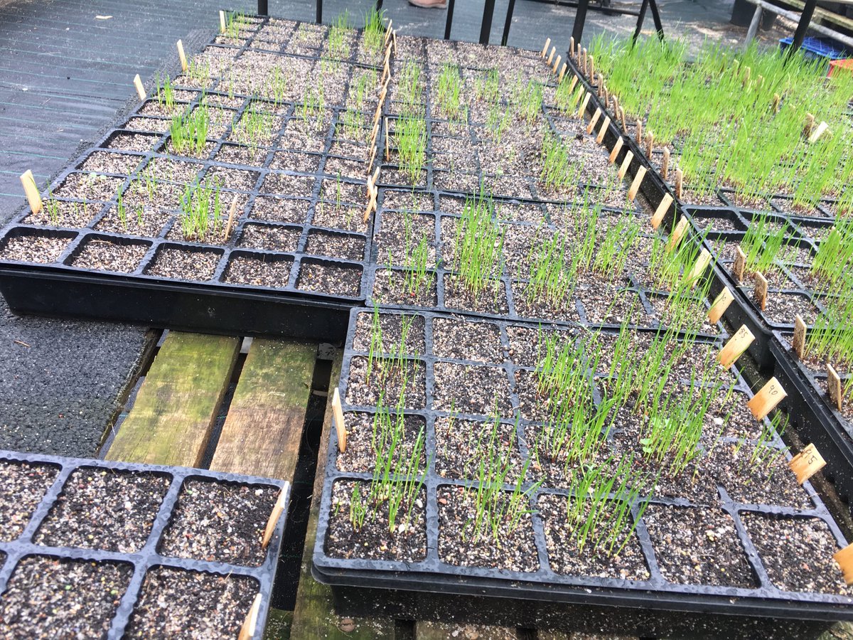 Plenty trifluralin resistance being detected once again in SA Mallee &amp; South East 2017 random weed survey.