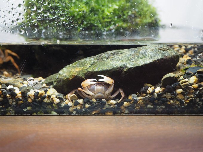 サワガニの見つけ方や飼育方法を解説 Wicture ウィクチャ