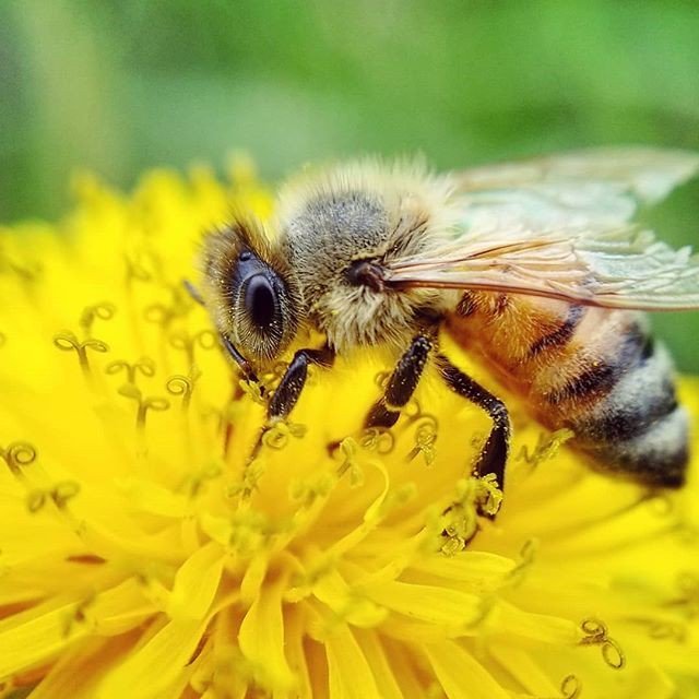 pocket_lens's tweet photo. Another amazing bee shot this time by 🕷Sam 🕷 the sharpness in this picture is stunning. And with the little curls in the flower it should be awarded by Samsung we think. #samsung #android #bee #honeybee #honey #dandelion #macro #depthoffield #dof #bokeh https://t.co/k5Yvc7uI8C https://t.co/FfhaIM1c2H