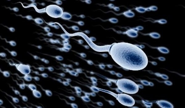 El tamaño de la cabeza del espermatozoide, clave en la fertilidad de los hombres #ReproduccionAsistida bit.ly/2IWYH0f
