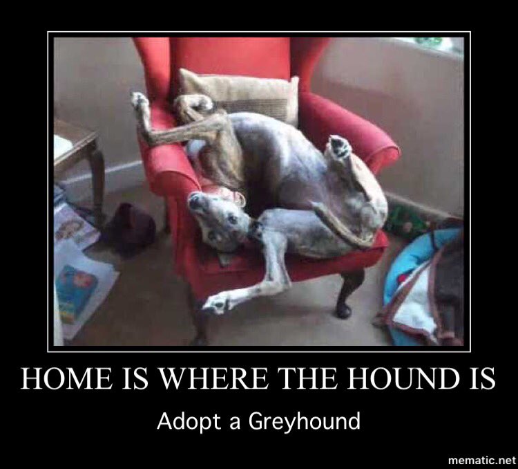 #HomeIsWhereTheHoundIs #AdoptAGreyhound