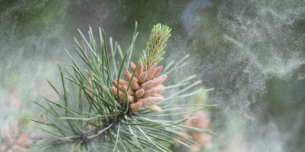 SanidadeXunta's tweet photo. A alerxia é unha susceptibilidade especial dalgunhas persoas que fai que respondan dunha forma esaxerada a un ou varios elementos externos como poles, ácaros, mofos, algúns alimentos, produtos químicos...
+info en https://t.co/PqHj9qNtyv
#alerxia #alerxias https://t.co/IDZ63FsXgI