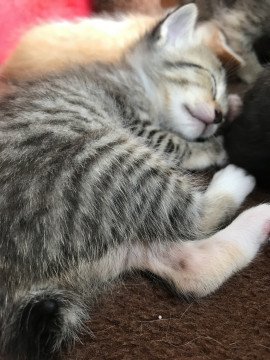 長崎県のTwitterイラスト検索結果(古い順)。