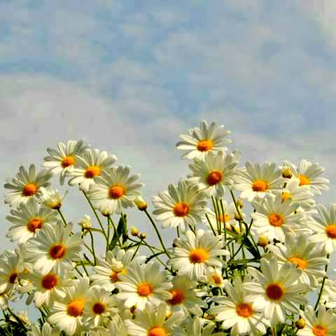 Sonríen, sin más...
Cada día al despertar
Las margaritas

#BuenosDías 🌼🌿🌼🌿🌼
#Poeima