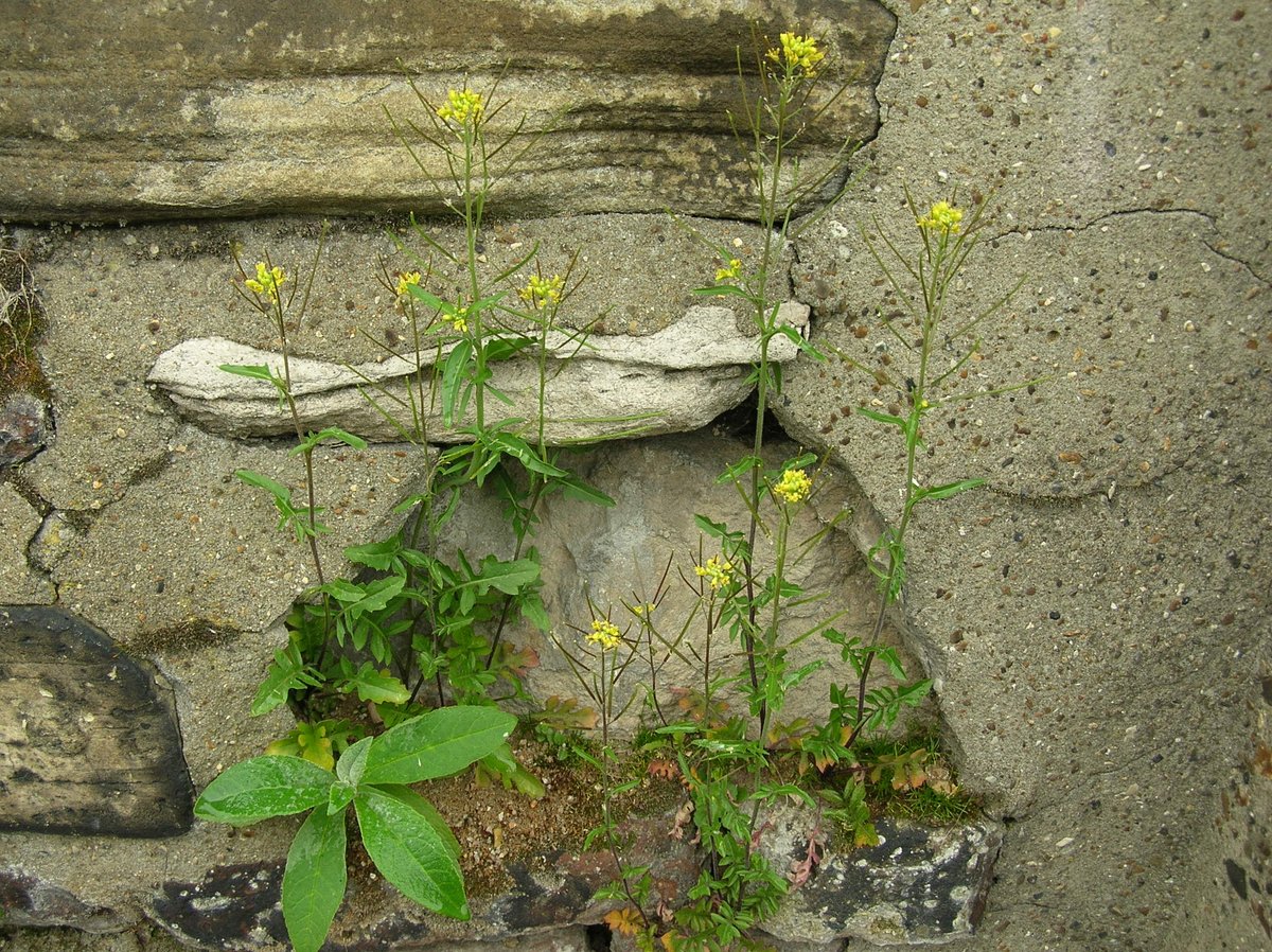 First tweet for the London Floara Project organised by the <a href="/LNHSoc/">LNHS</a> botany section. Kicking off with London rocket, Sisymbrium irio, locally frequent in central and east london but once thought extinct here. photo by @fungi_flowers.
